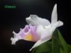 Cattleya schroederae х Laelia alaori 